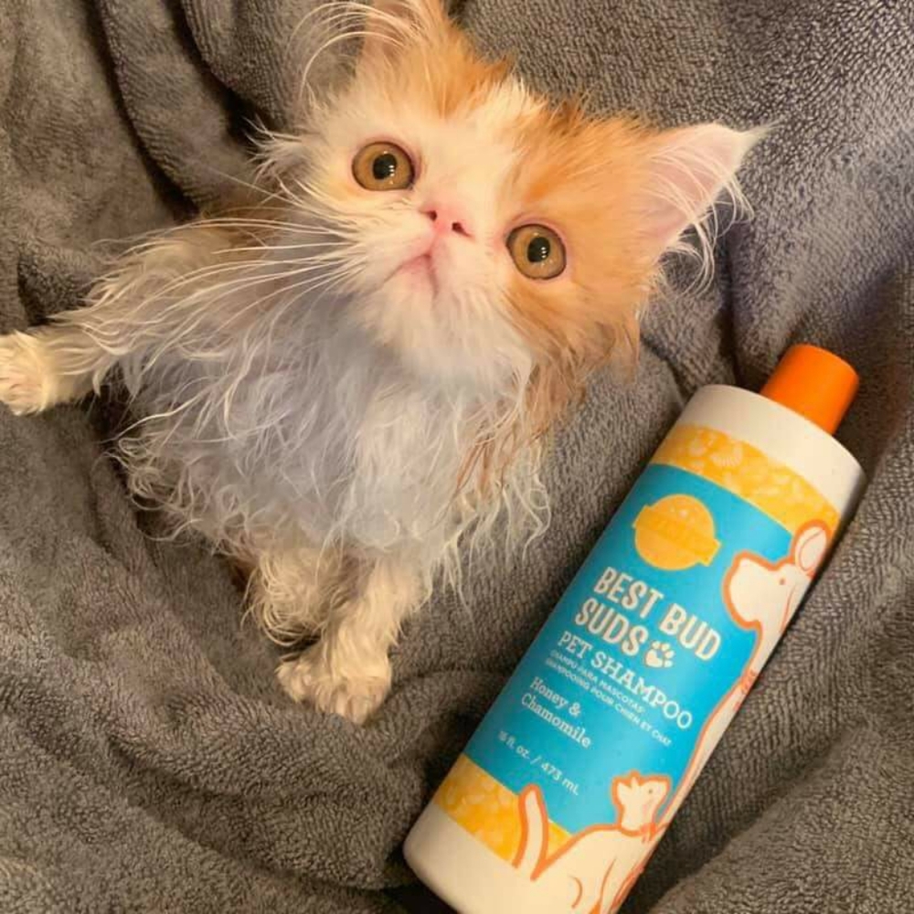 awesome shampoo for pets in rosemary